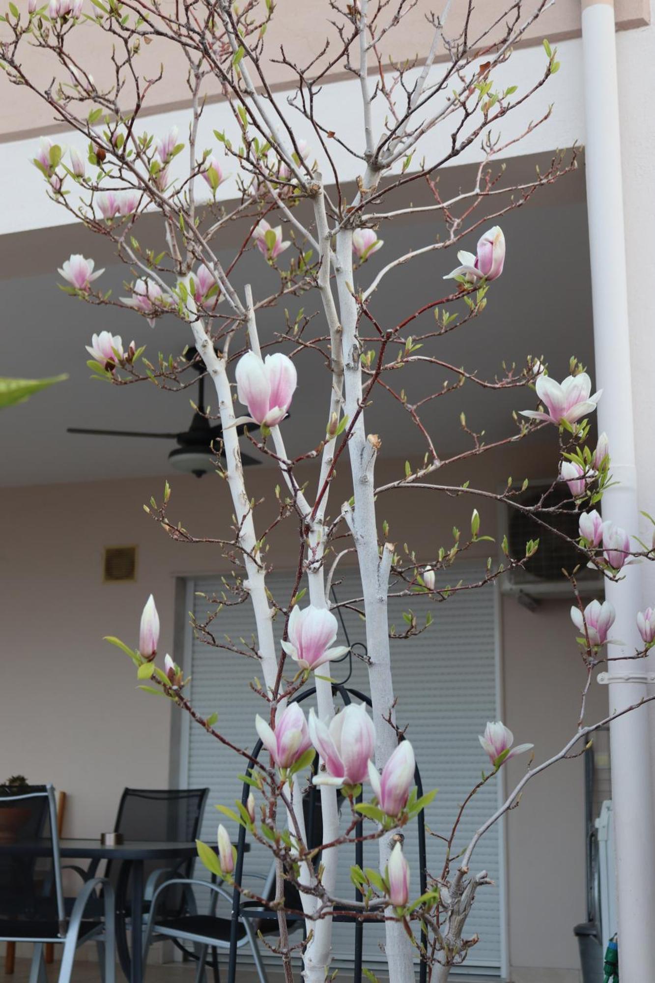 Apartment Lovely With Beautiful Garden *