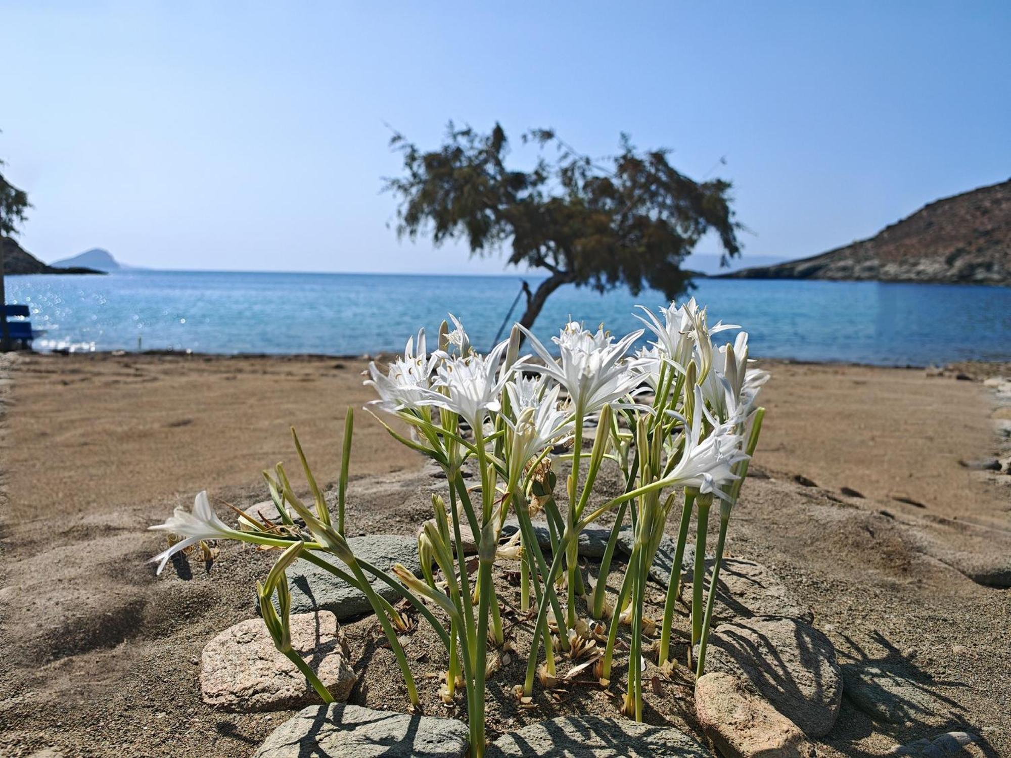 Diana's Luxury Holiday home Kythnos