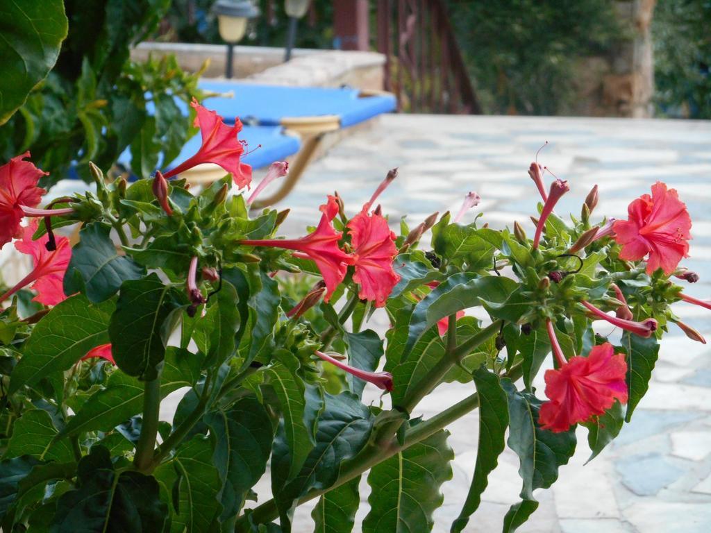 Kleoni Club Aparthotel Tolo