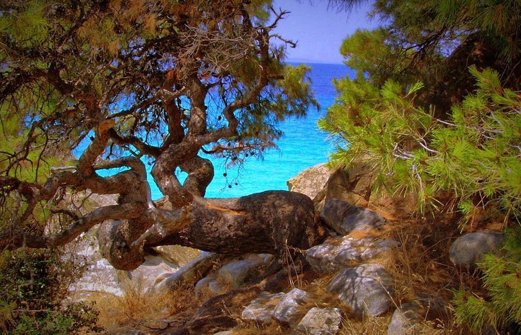 Coview * Nikiti (Sithonia)