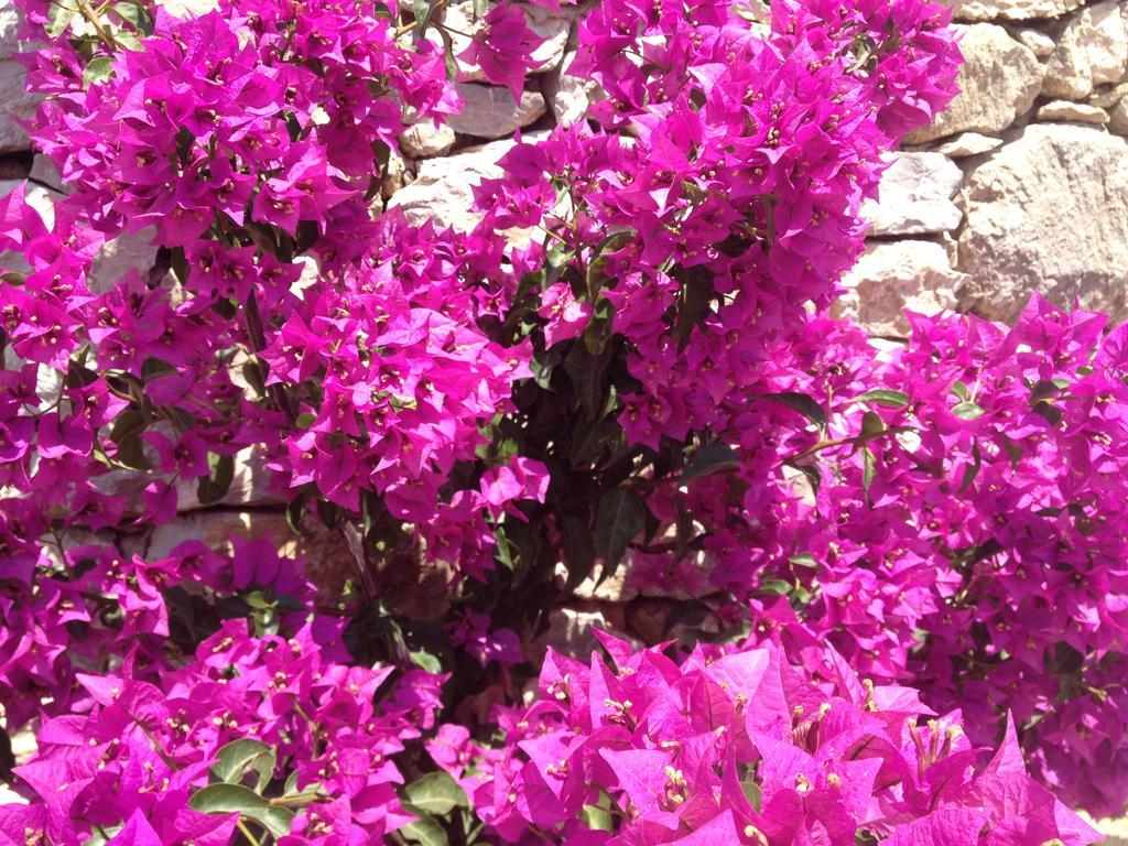 Guest house Lemonia - 4*