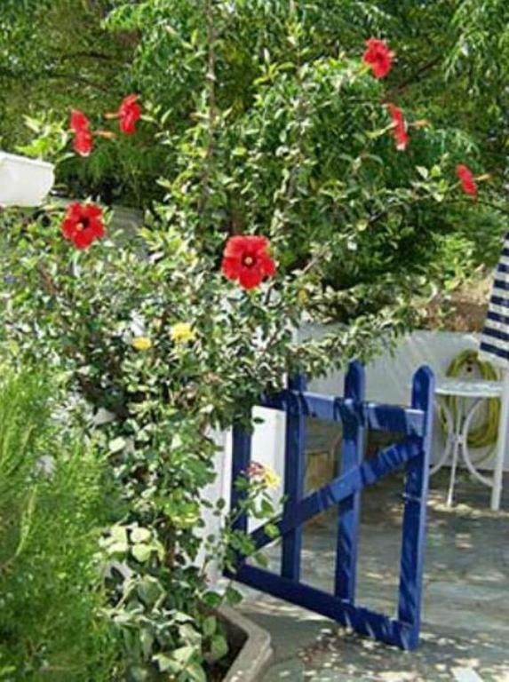 Pavlis & Parikia (Paros)