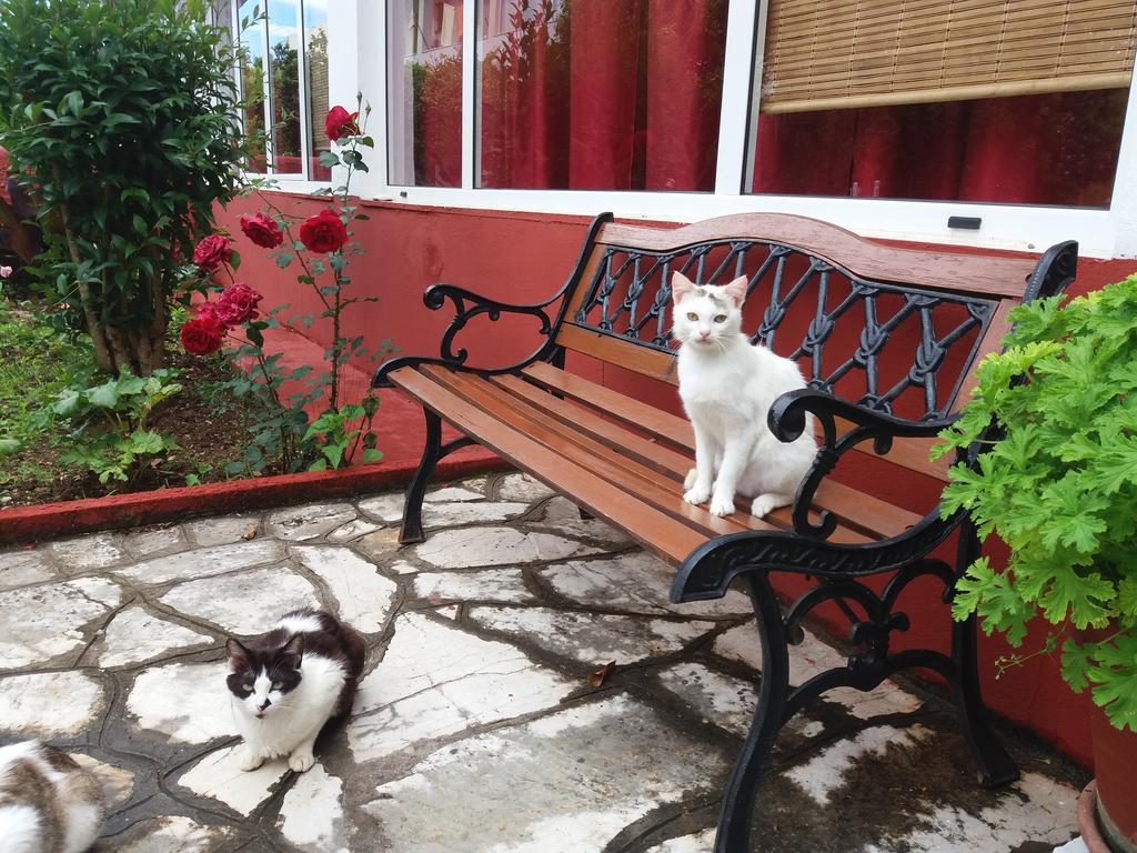 Semeli - Adults Only 2* Roda (Corfu)