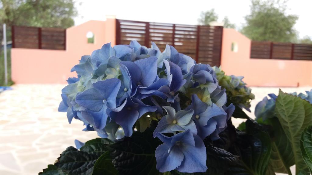 Amaryllis Boutique