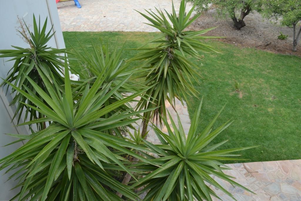 Villa Melita Seafront *
