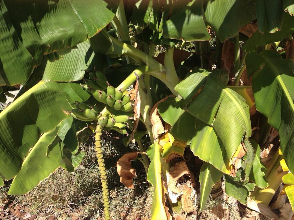 τhe Banana Tree House
