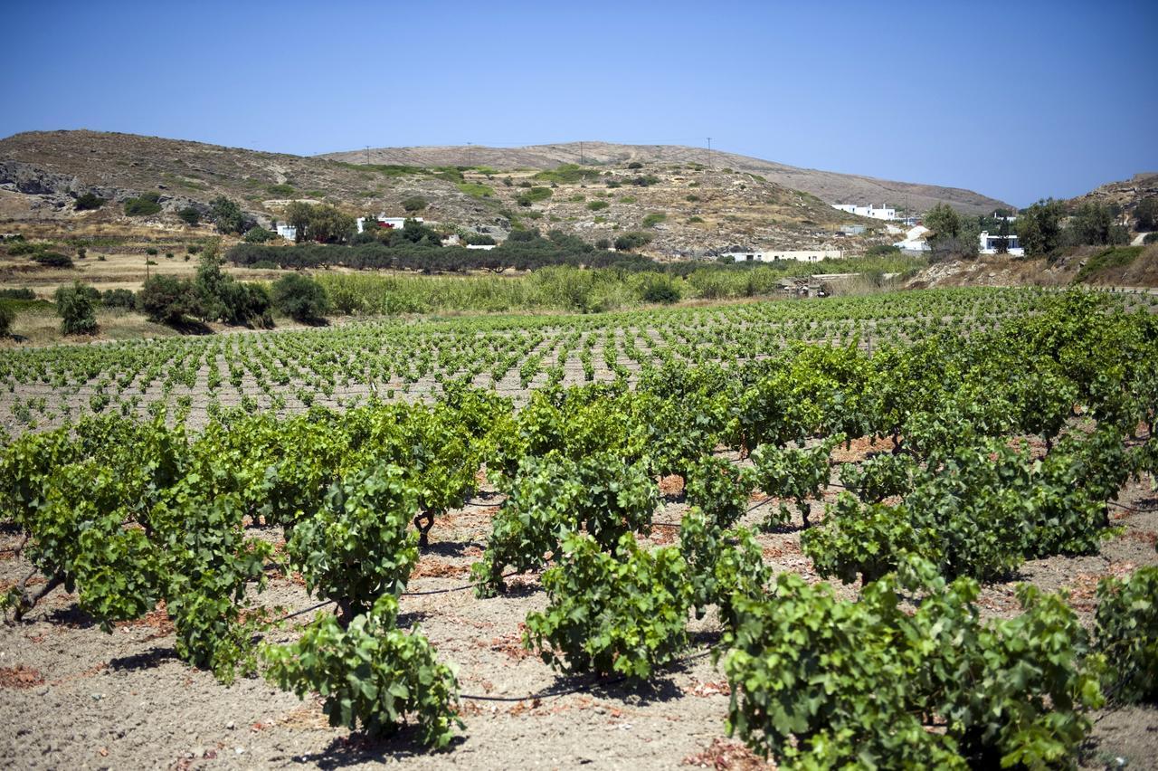 Country house Kostantakis Winery Estate *