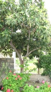 House Evristhenis 1 Toroni