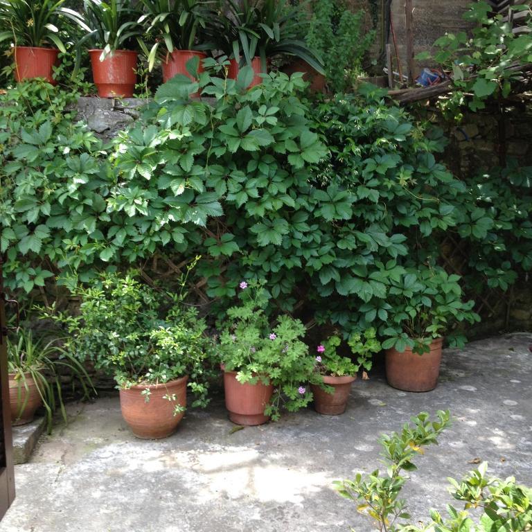 Galini Hotel Agios Ioannis Pelion Hotel