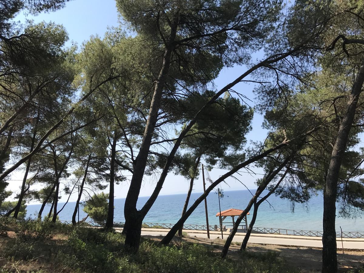 Vozina * Metamorfosi (Sithonia)