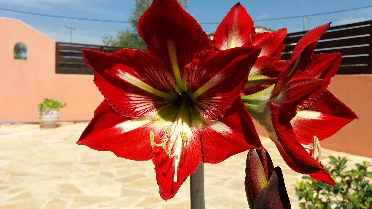 Amaryllis Boutique * Moraitika