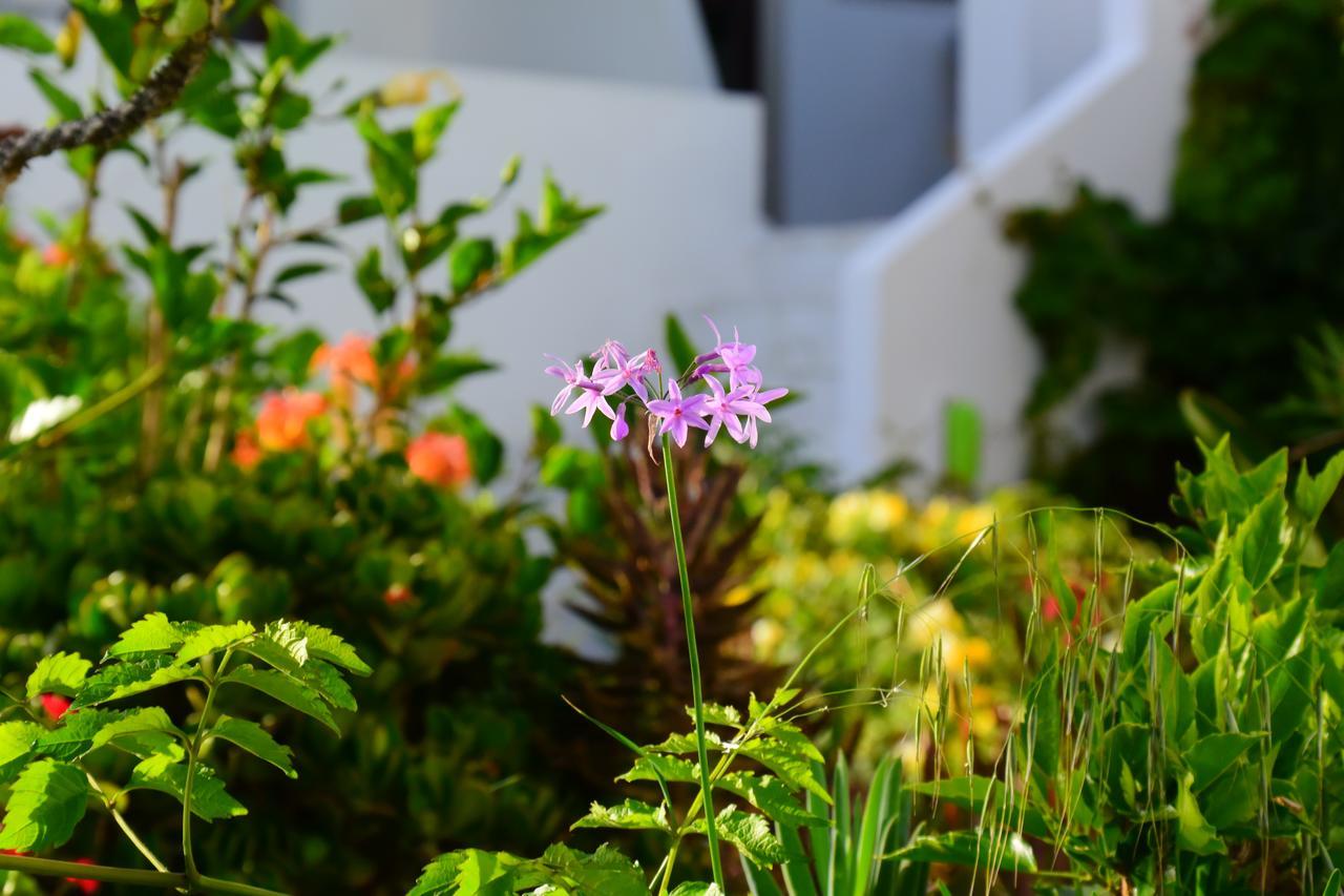 Hotel Aris Boutique Palaiochora