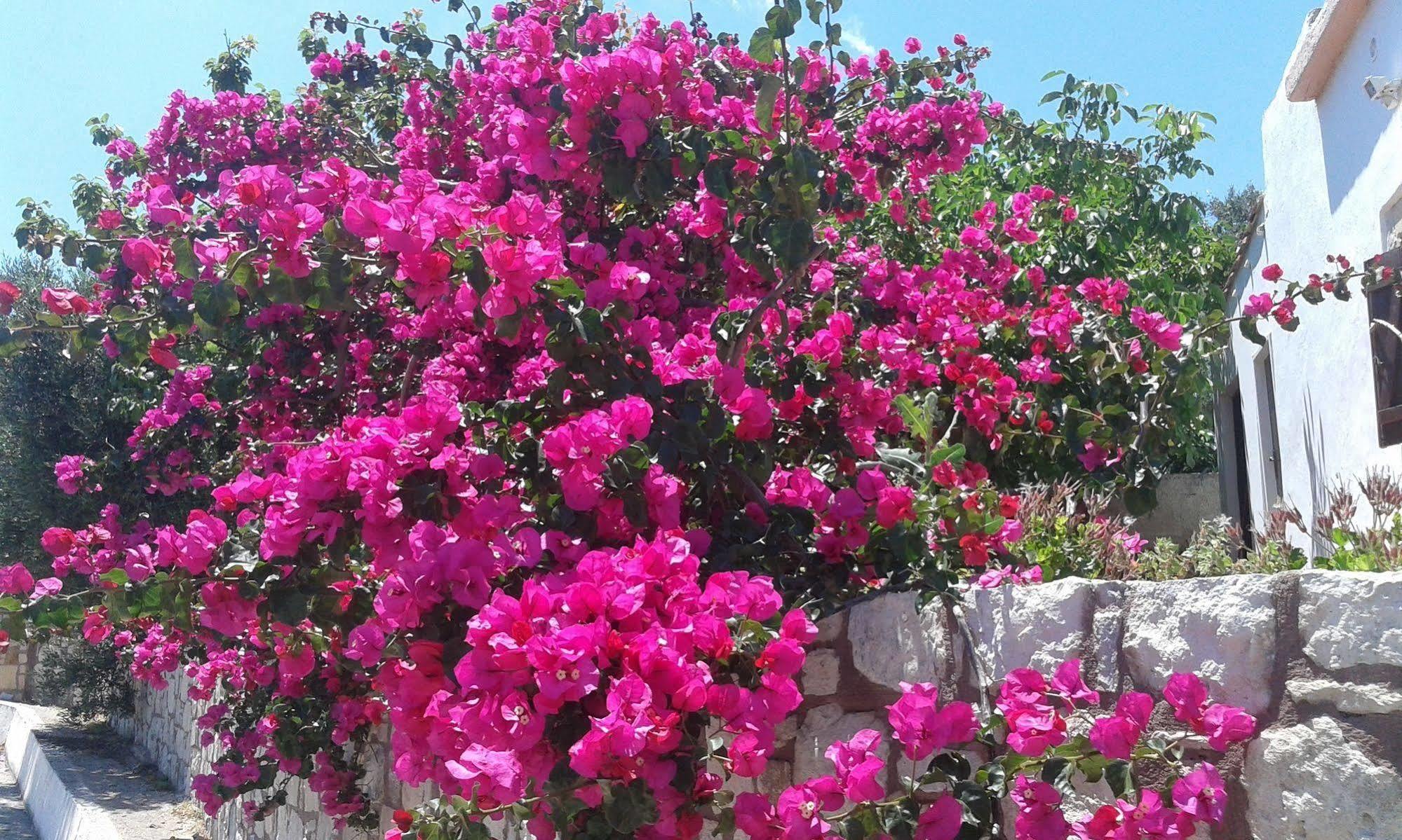 Falasarna Lardas House Holiday home Gramvousa