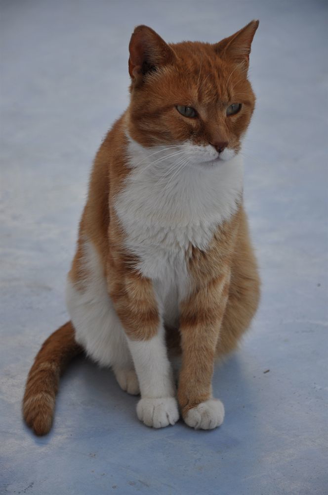 Milos * Adamantas (Milos)
