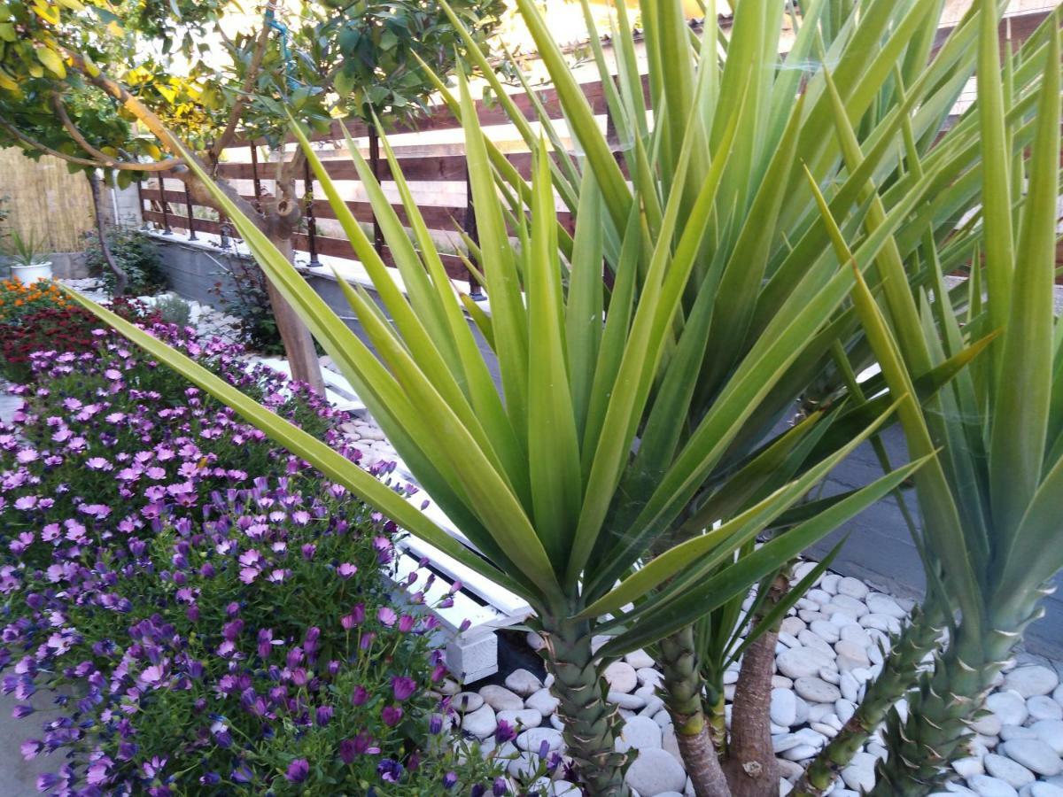 Sofia's Garden *