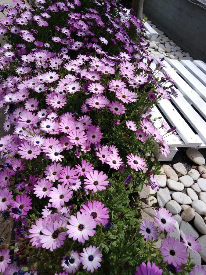 Sofia's Garden Apartment *