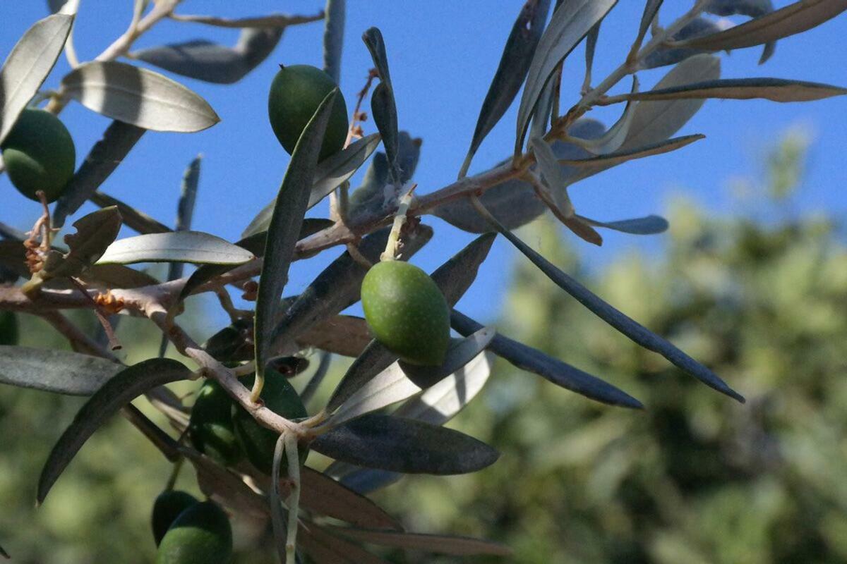 Niriides Studios Armenistis (Ikaria)