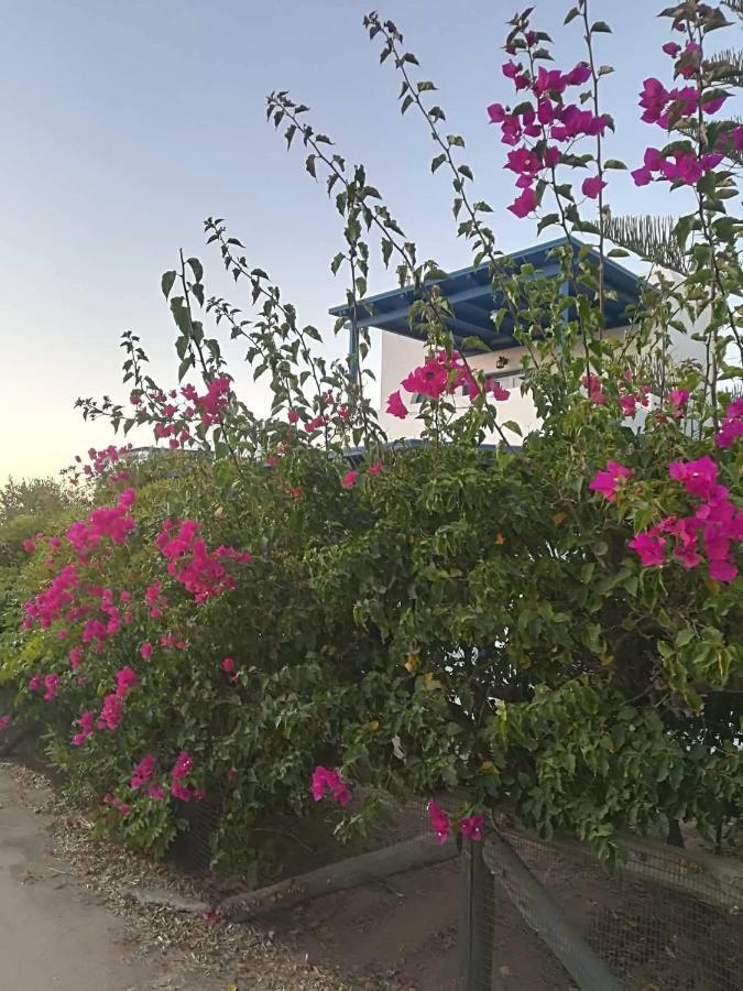 Nefeli In Blue * Plaka (Naxos)