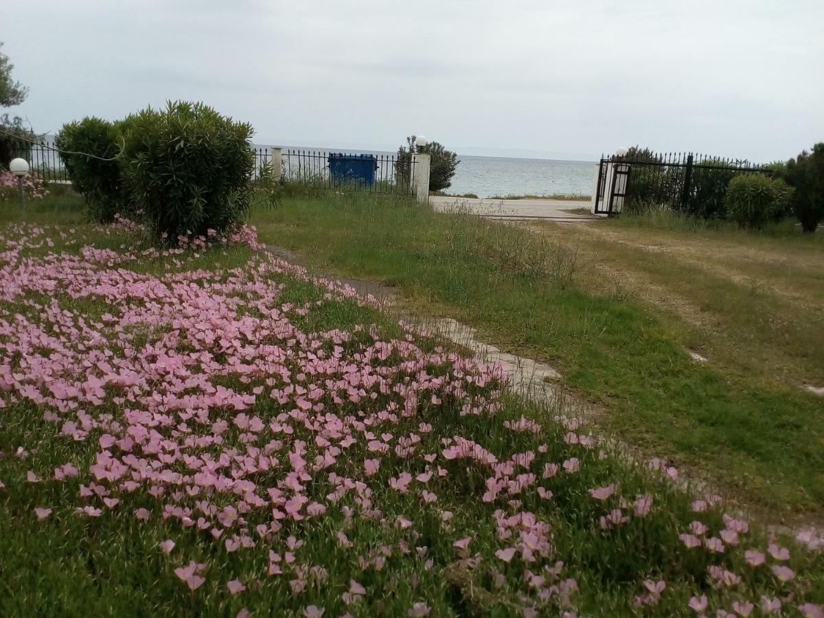 Entire 50m From Sea - Spiros Metamorfosi (Sithonia)