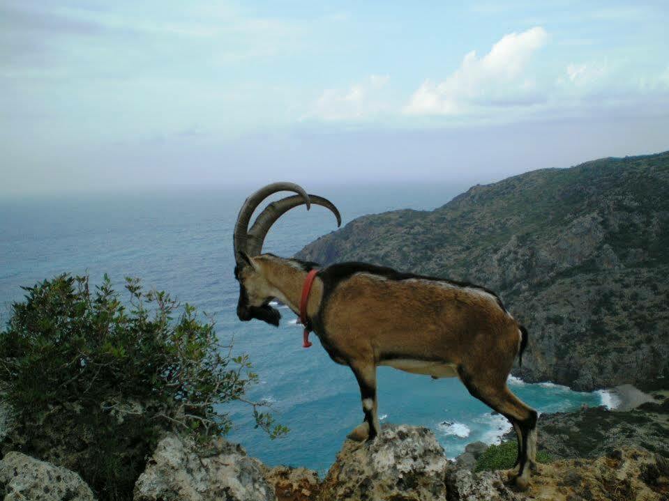 Aloni Villa