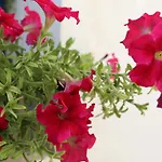 Dimitra Boutique Hotel