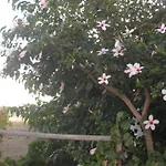 Aronis Plaka Naxos