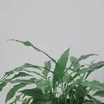 Minimal Culture Boutique Rooms