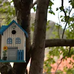 The Fig Tree House
