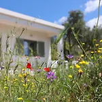 Admonis - Home In The Olive Grove