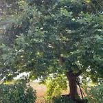 Platanos