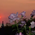 Salt And Petals