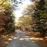 Althaia