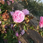 Mina\'S Studios In Naxos Island