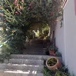 Camelia