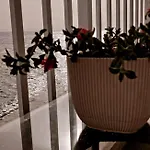 Mariannas Tiny Paradise