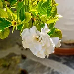 Apartments Villa L&M Skiathos