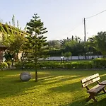Olive Grove