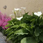 Thalassia Thea