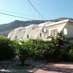 Lemon Trees