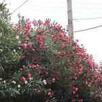 Villla Giallo