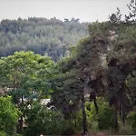 Forest 22