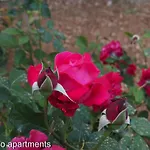 Calypso Apartments