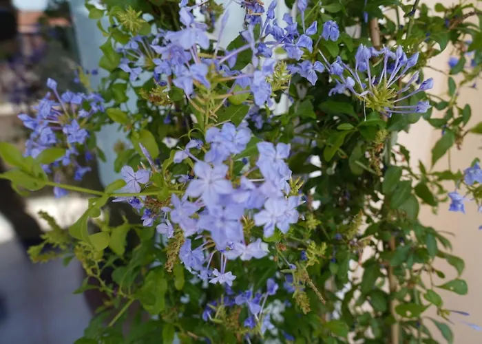 Blue Jasmine