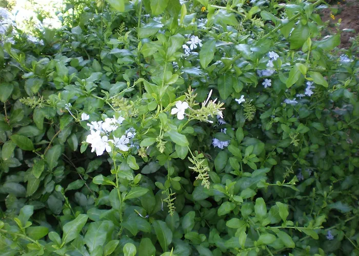 Oasis