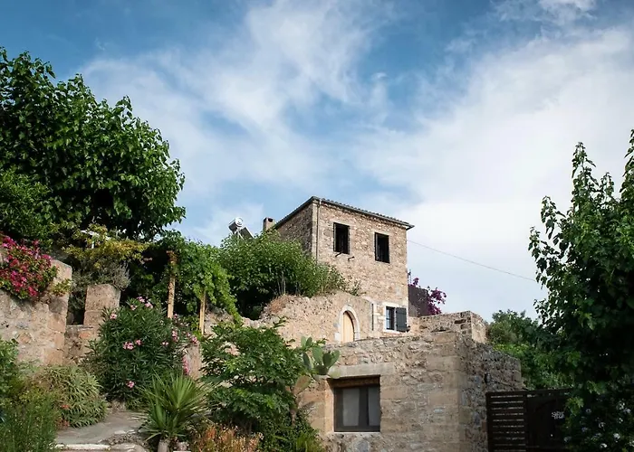 Positivespace Olive Tree