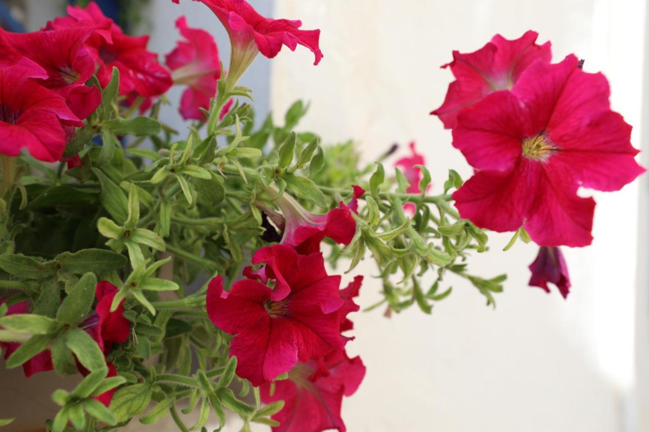 Hotel Dimitra Boutique