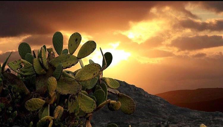 Prickly Pear House Guest house