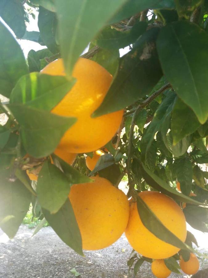 Lemon Tree