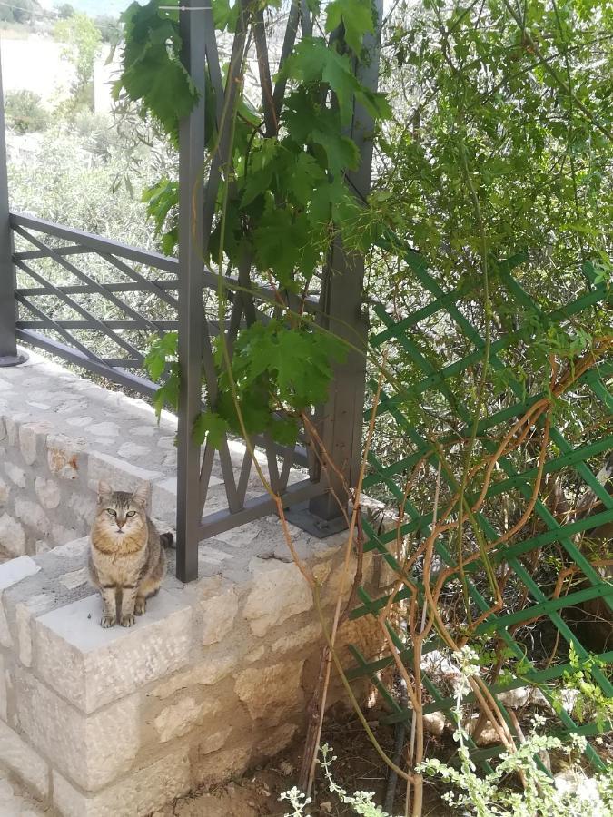 Stone House In Olive Grove