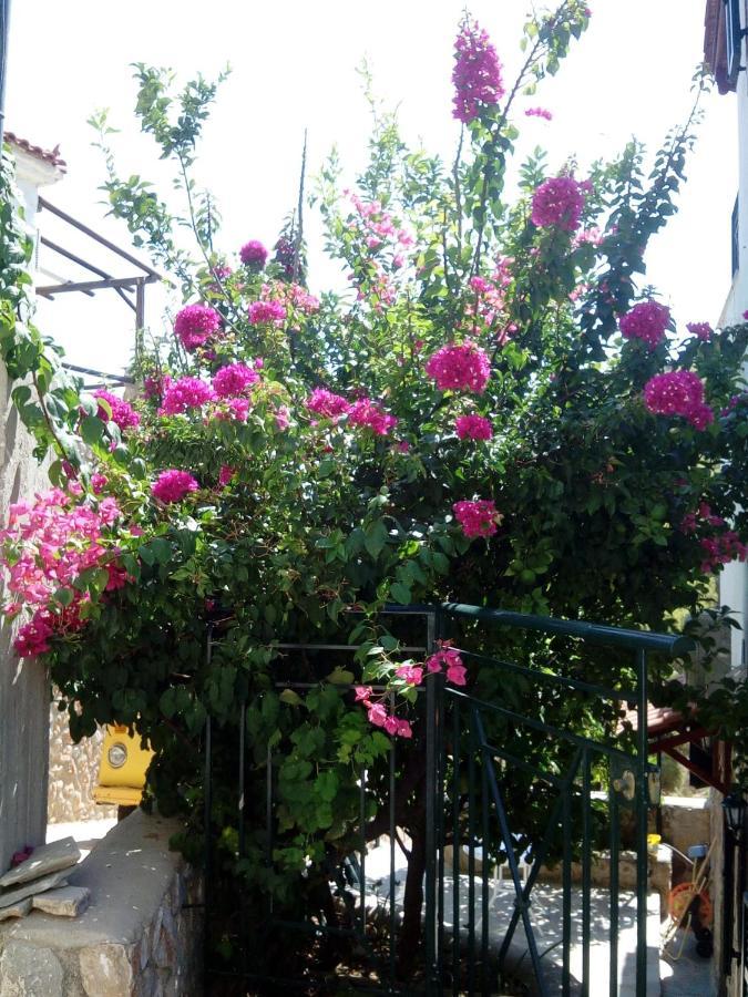 Agistri Sophia's